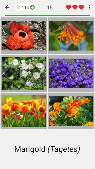 Скачать взлом Flowers Quiz — Identify Plants  [МОД Меню] — последняя версия apk на Андроид screen 2