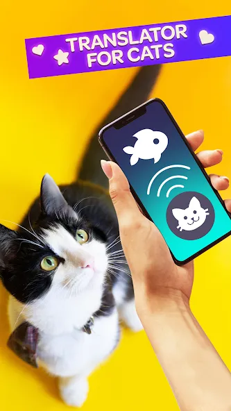 Скачать взломанную Cat Translator Pet Talk Meow  [МОД Unlimited Money] — стабильная версия apk на Андроид screen 1